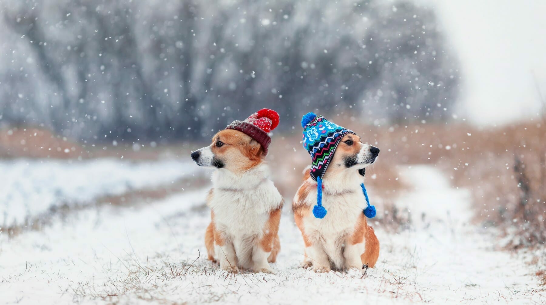 Getting Your Pet Ready for Winter